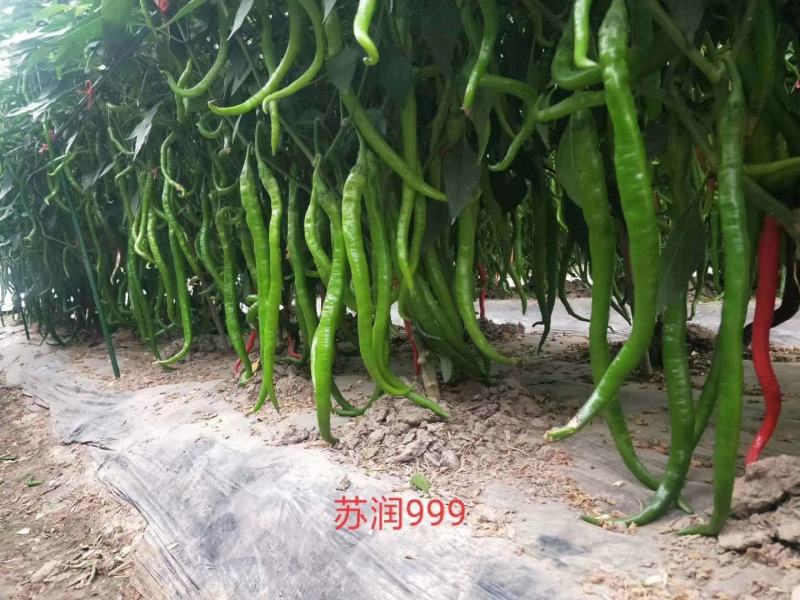 苏润999特长线椒种子果长45～50厘米抗病性强高产种子