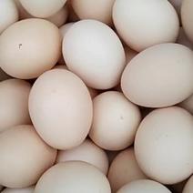新鲜无抗生素农家土鸡蛋