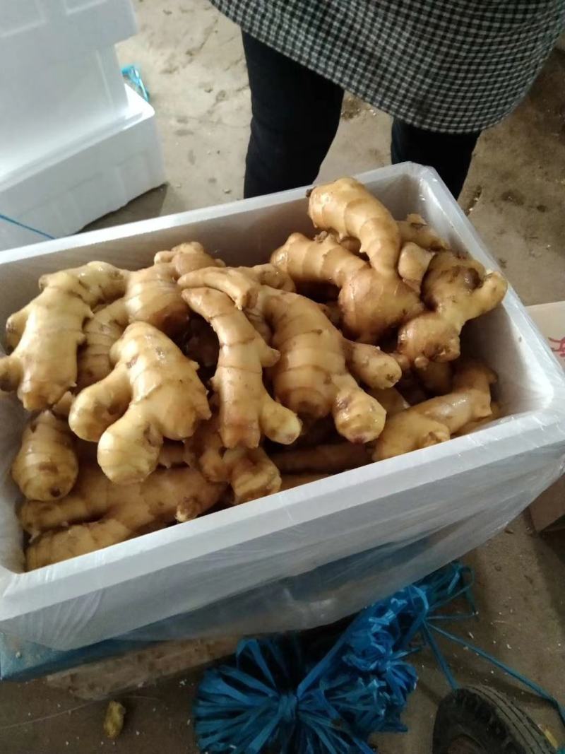 【推荐】优质生姜产地直供块头大品相好一手货源保质保量