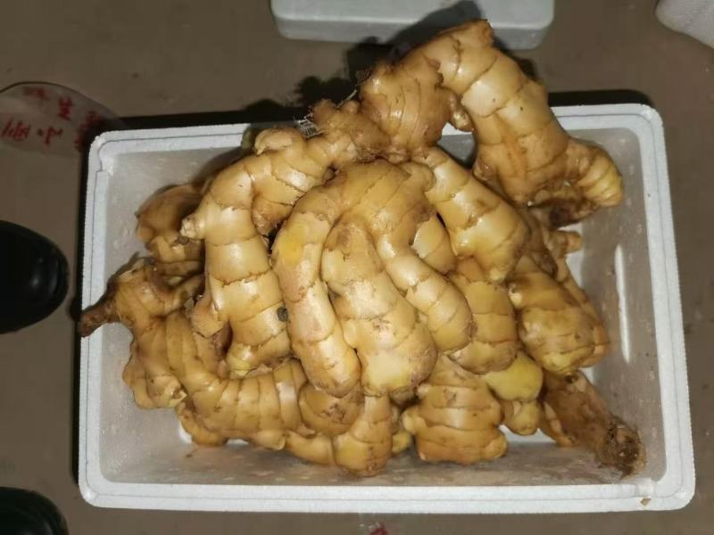 【推荐】优质生姜产地直供块头大品相好一手货源保质保量
