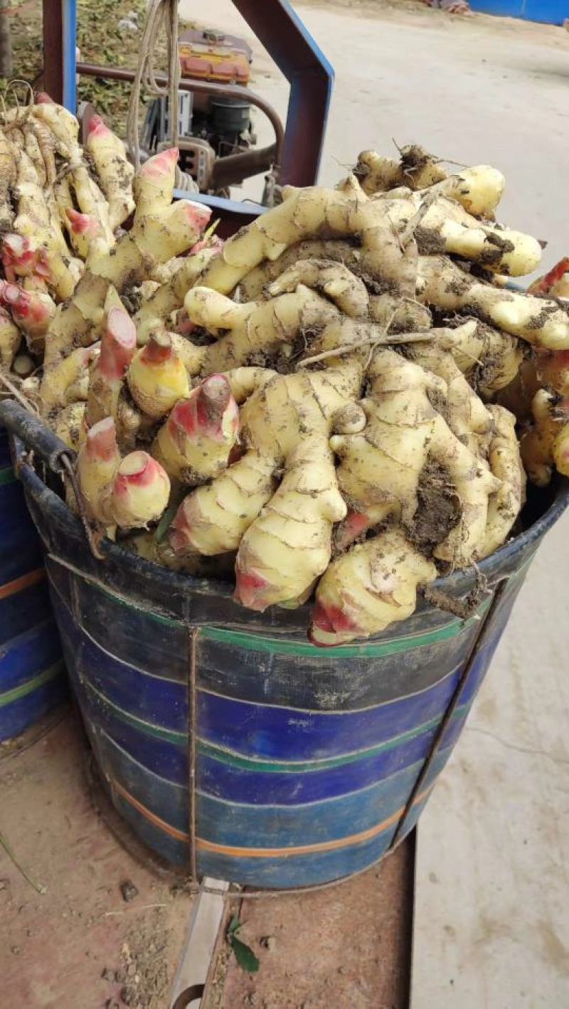 【推荐】优质生姜产地直供块头大品相好一手货源保质保量