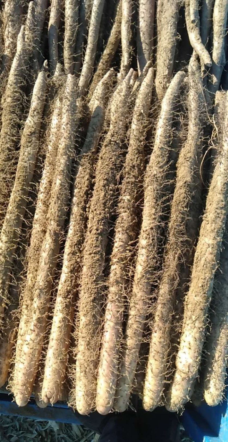 出售，批发，棒山药，软糯，长期供货欢迎各位老板前来选购
