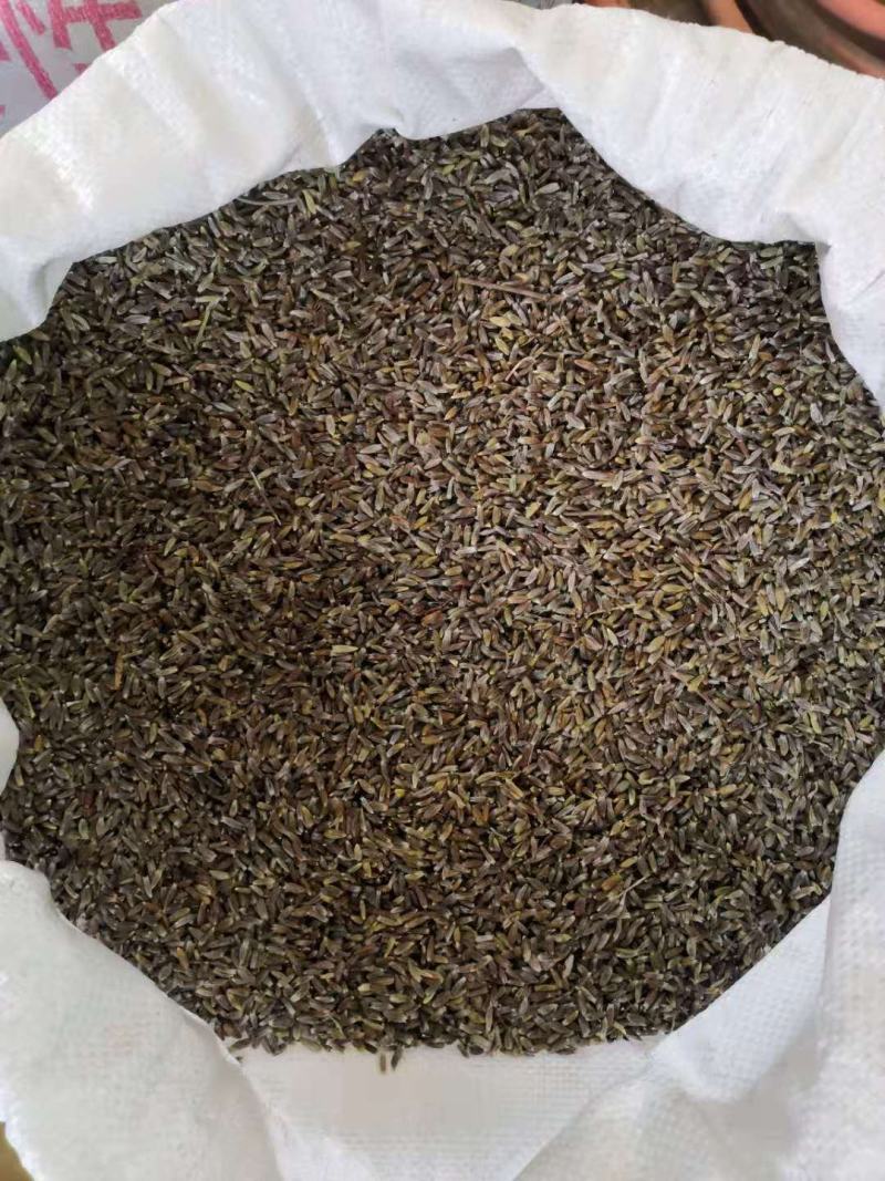 长期供应内蒙赤峰承德苍术种子