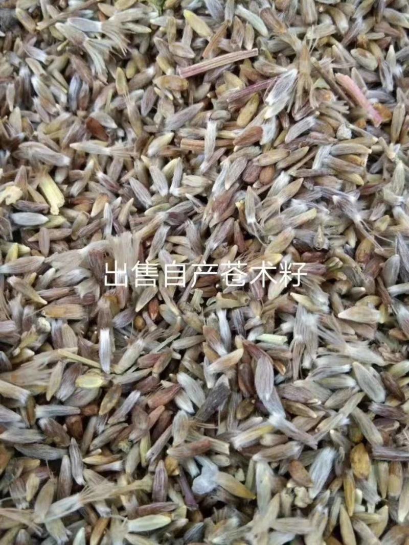 长期供应内蒙赤峰承德苍术种子