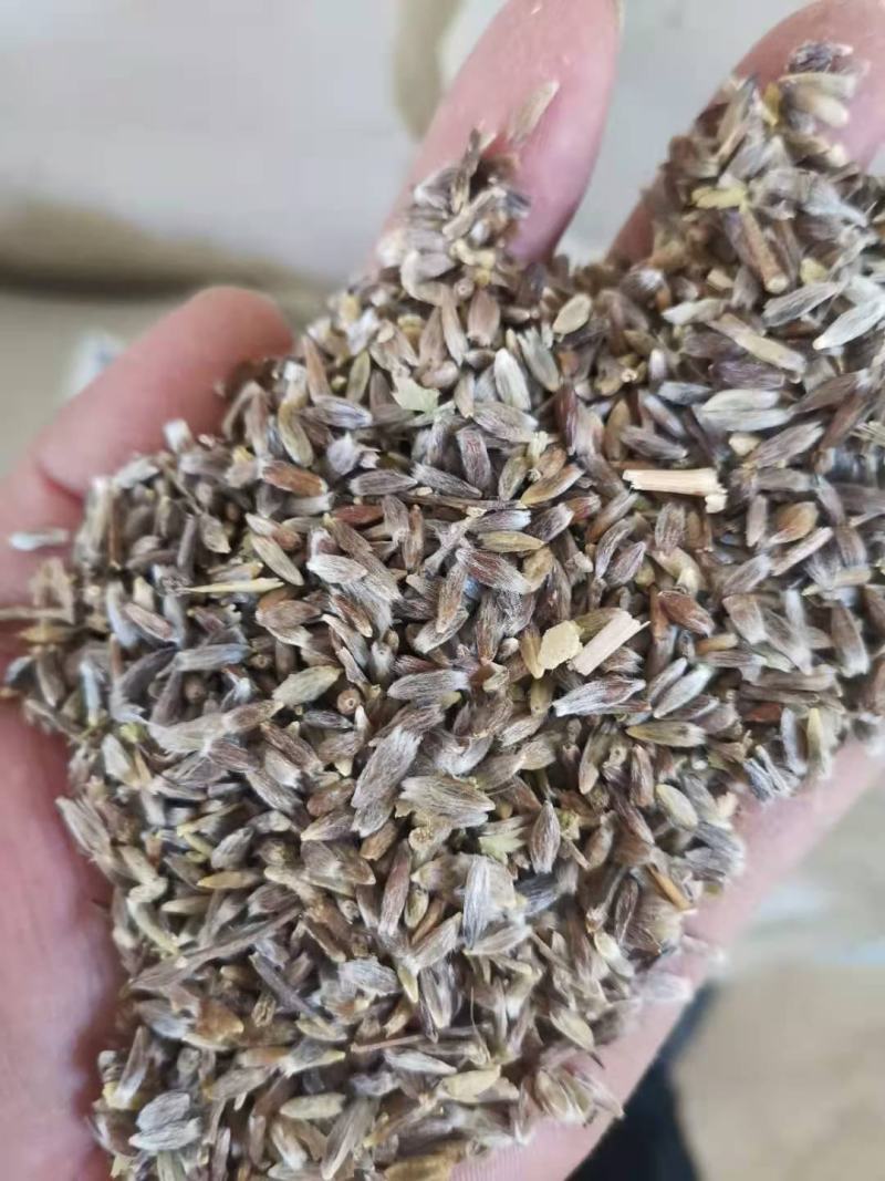长期供应内蒙赤峰承德苍术种子