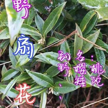贵州毕节古夜郎大地野生中药材野扇花野生中药材下单现采