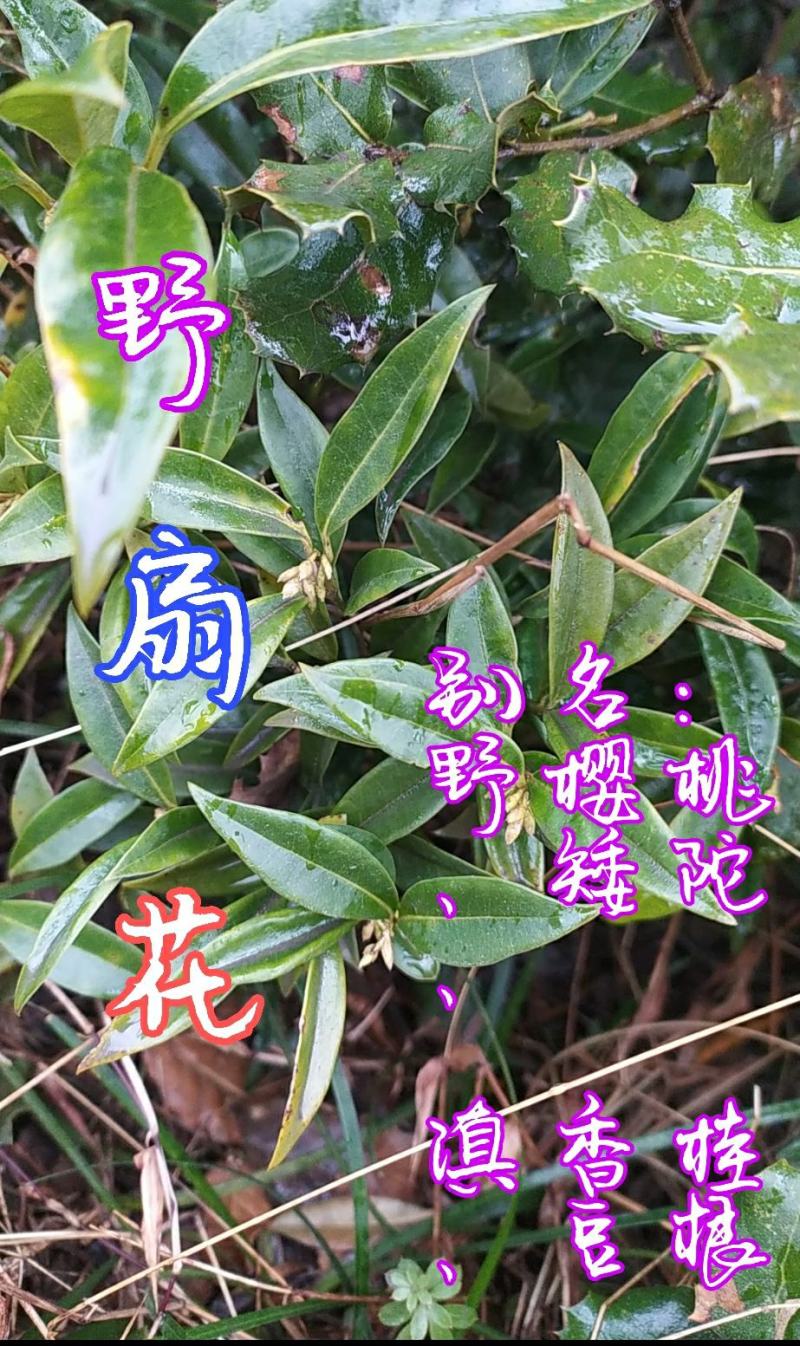 贵州毕节古夜郎大地野生中药材野扇花野生中药材下单现采