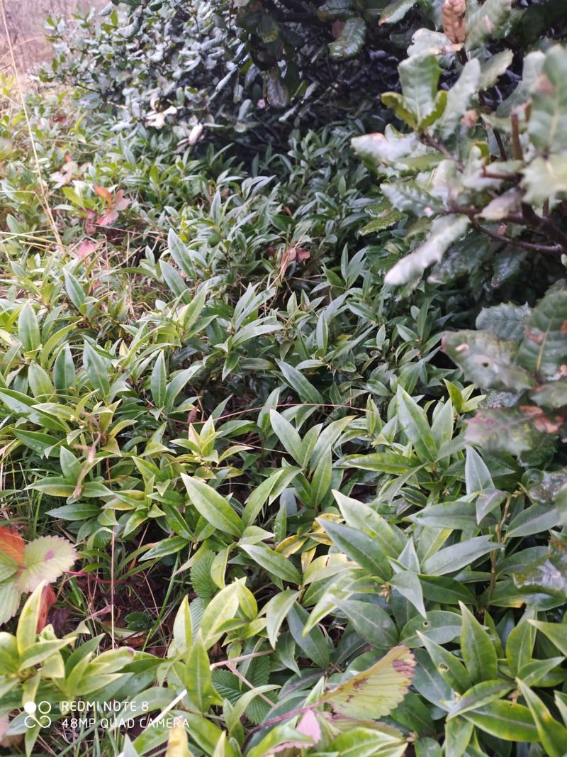 贵州毕节古夜郎大地野生中药材野扇花野生中药材下单现采