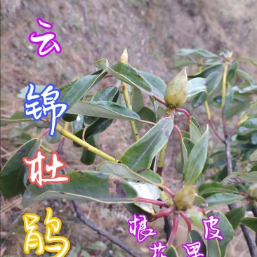 贵州毕节古夜郎大地野生中药材云锦杜鹃下单现采现发