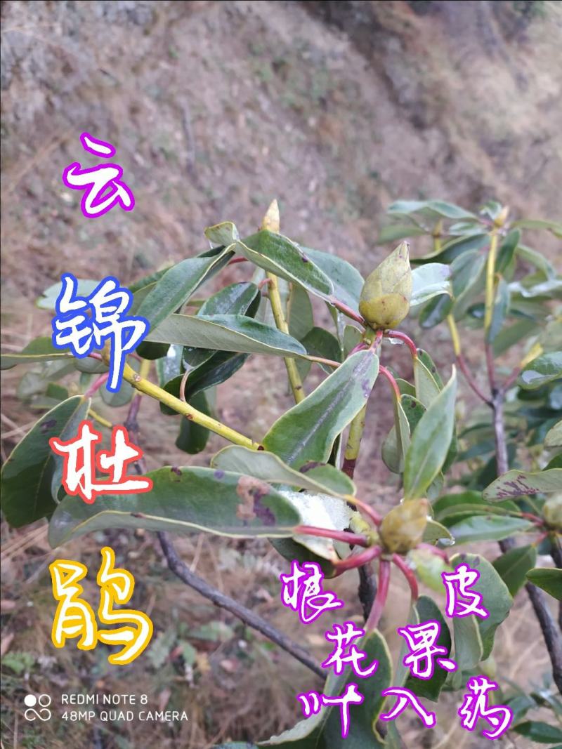 贵州毕节古夜郎大地野生中药材云锦杜鹃下单现采现发