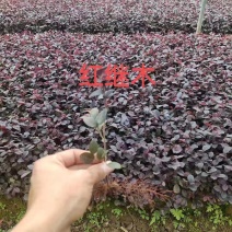 红花继木扦插绿化小苗红继木大量有货价格美丽