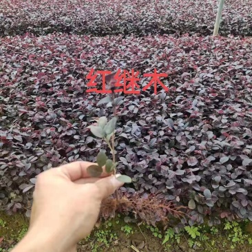 红花继木扦插绿化小苗红继木大量有货价格美丽