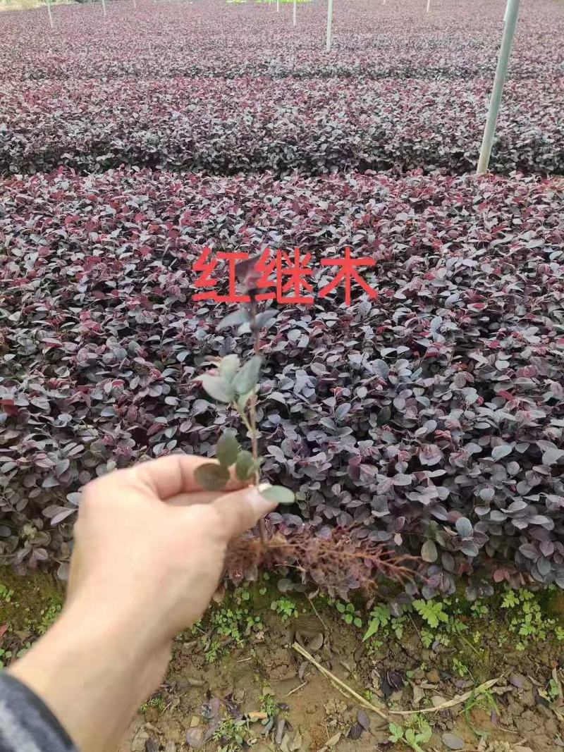 红花继木扦插绿化小苗红继木大量有货价格美丽