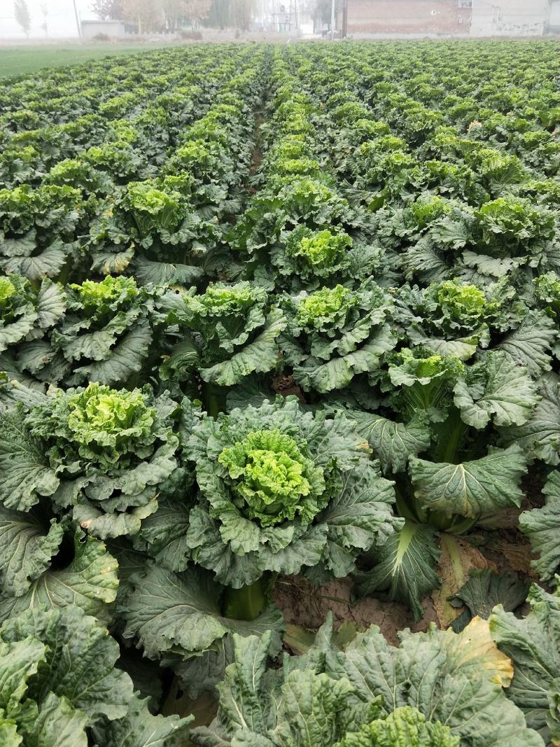 麻叶青大白菜，绿川四，新三，一手货源，自产自销数量有限