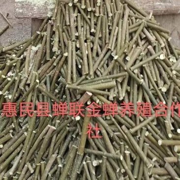 竹柳段，垂柳段，金蝉养殖专用柳树，大量有货