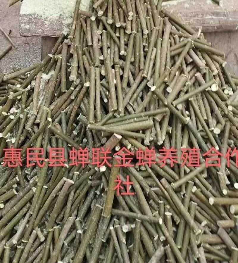 竹柳段，垂柳段，金蝉养殖专用柳树，大量有货