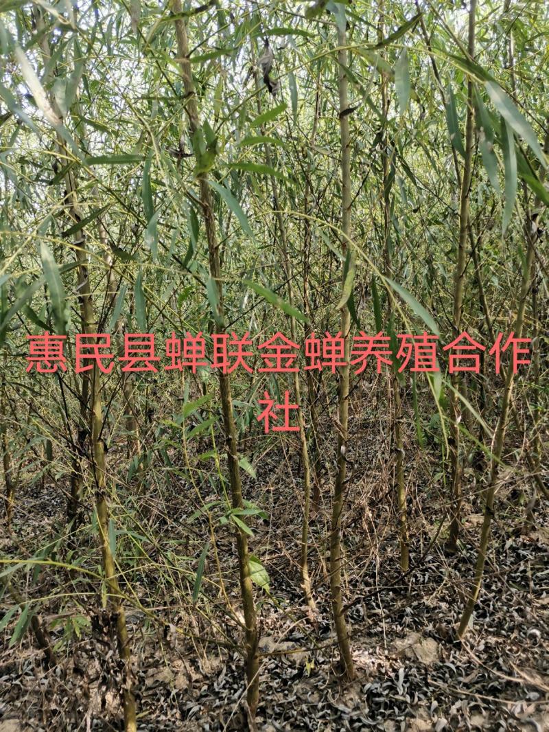 竹柳段，垂柳段，金蝉养殖专用柳树，大量有货