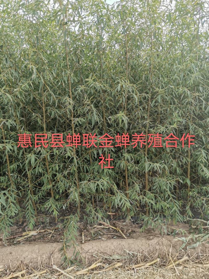 竹柳段，垂柳段，金蝉养殖专用柳树，大量有货