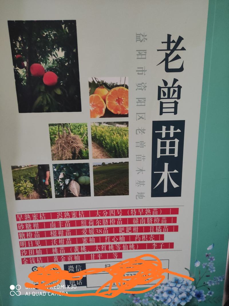 尖叶南丰蜜桔苗湖南益阳果苗甜蜜皮薄汁多的小蜜桔i