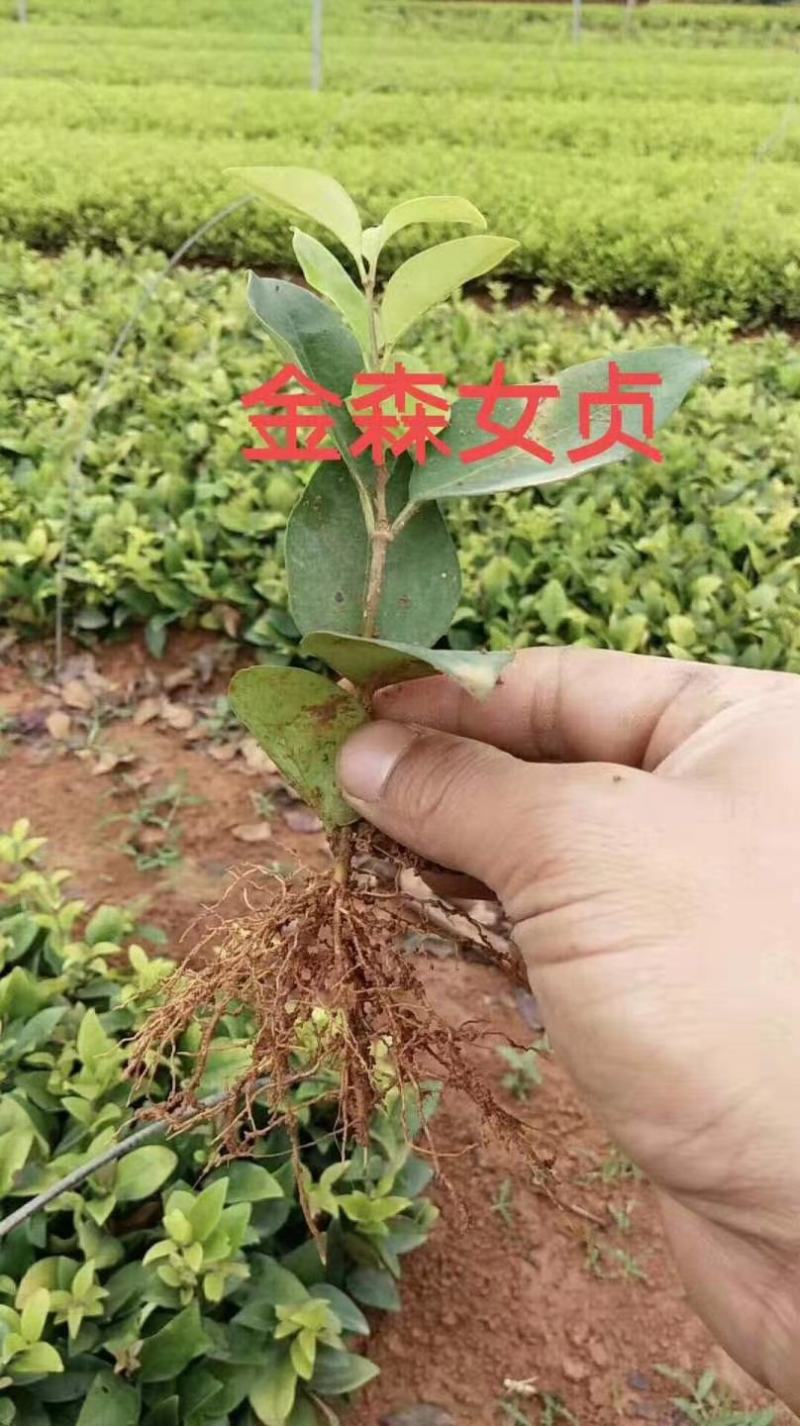 金森女贞扦插苗有想法的来