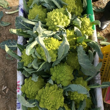 宝塔花菜罗马花椰菜出口品质，2斤左右