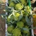 宝塔花菜罗马花椰菜出口品质，2斤左右