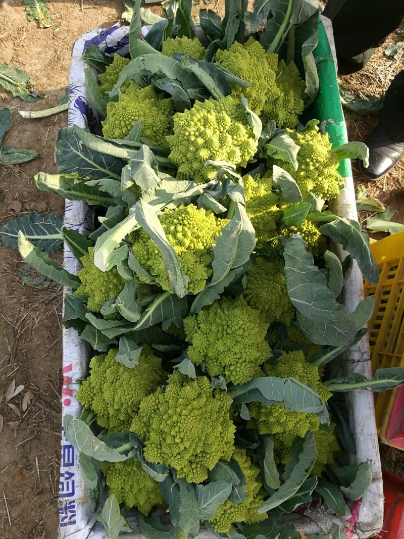 宝塔花菜罗马花椰菜出口品质，2斤左右