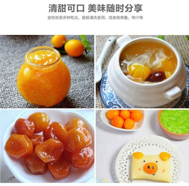 脆皮金桔金钱桔盆栽带果发货观赏的食用的号。