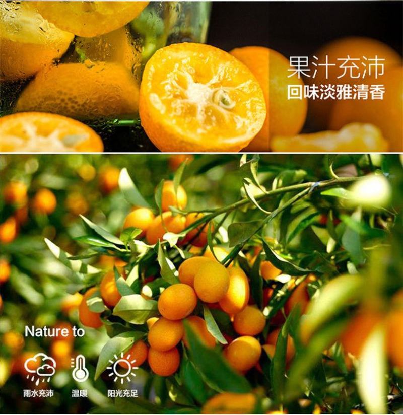 脆皮金桔金钱桔盆栽带果发货观赏的食用的号。