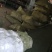 脆皮金桔金钱桔盆栽带果发货观赏的食用的号。