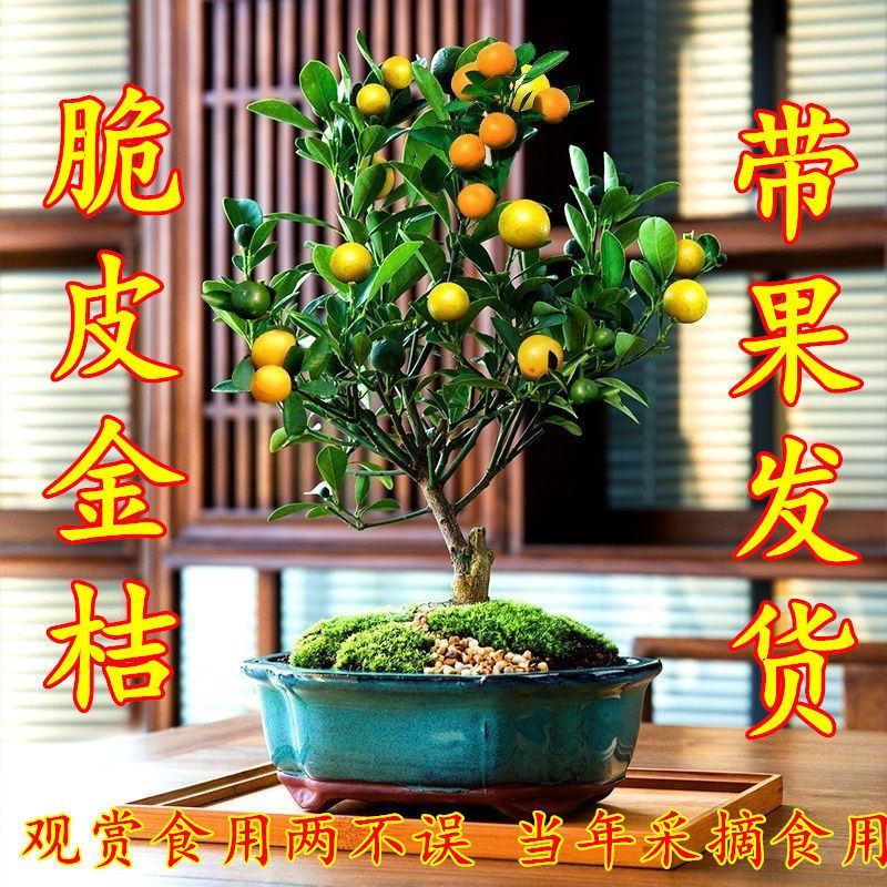 脆皮金桔金钱桔盆栽带果发货观赏的食用的号。