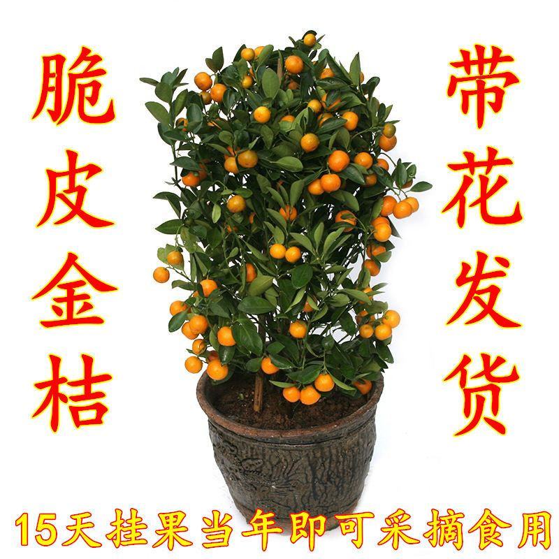 脆皮金桔金钱桔盆栽带果发货观赏的食用的号。