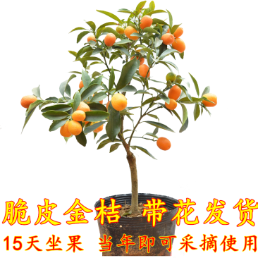 脆皮金桔金钱桔盆栽带果发货观赏的食用的号。