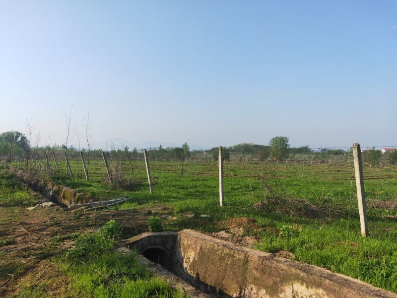 旱地白杨树林地出租，树4米×4米间距，树下可养殖鸡，鸭