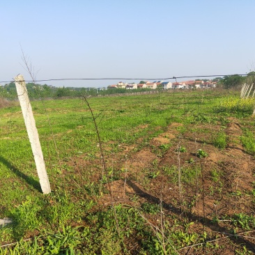 旱地白杨树林地出租，树4米×4米间距，树下可养殖鸡，鸭