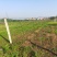 旱地白杨树林地出租，树4米×4米间距，树下可养殖鸡，鸭