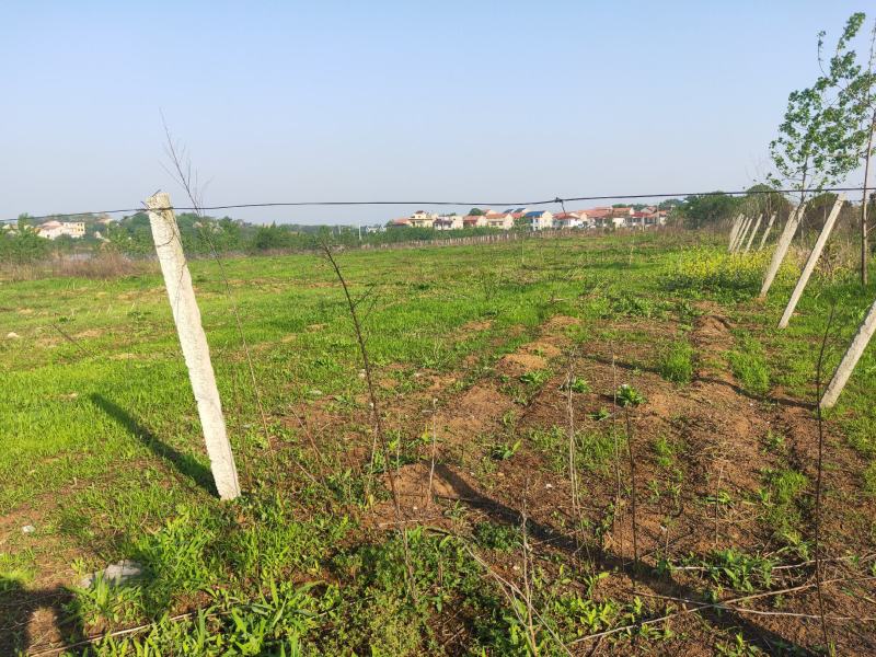 旱地白杨树林地出租，树4米×4米间距，树下可养殖鸡，鸭
