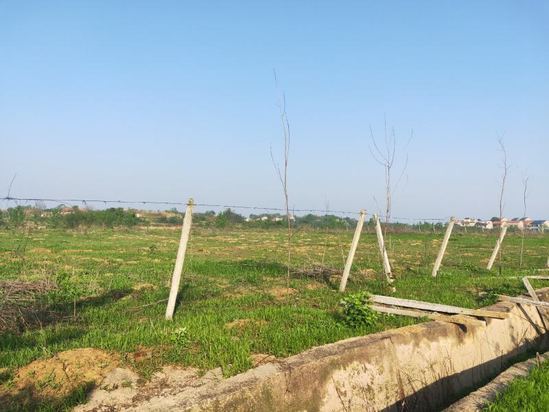 旱地白杨树林地出租，树4米×4米间距，树下可养殖鸡，鸭