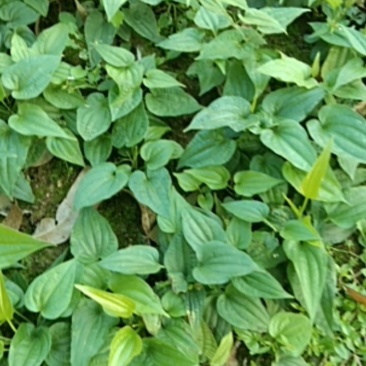 广西玉林紫花百部大量上市，红花百部分株苗。