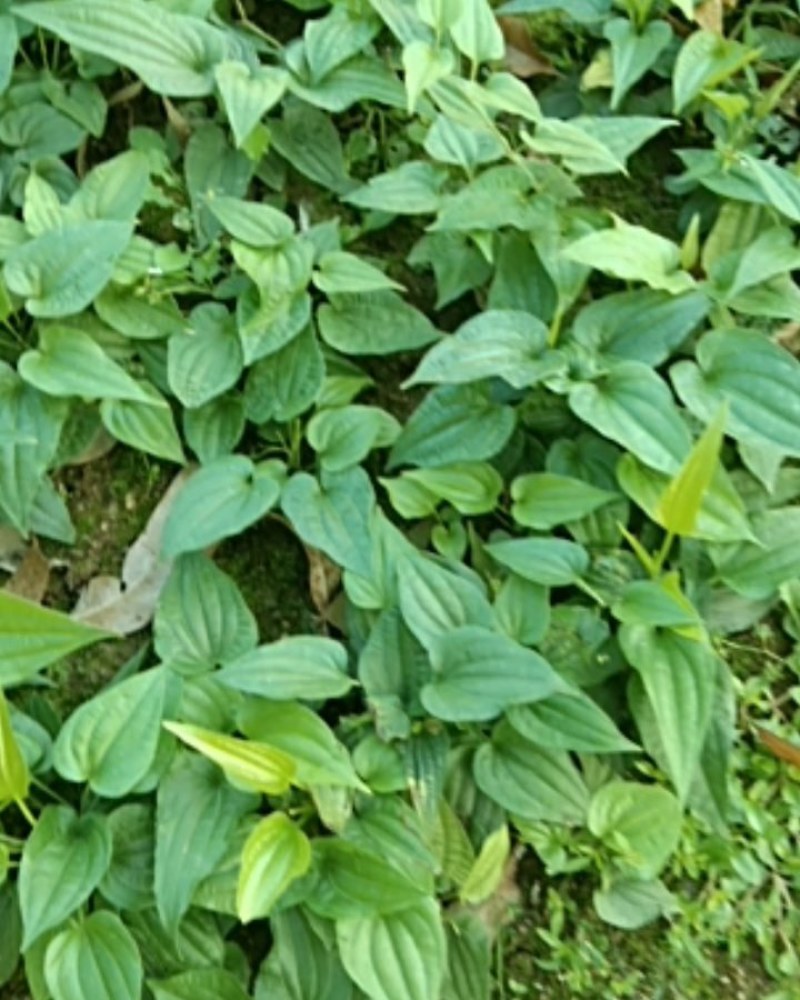 广西玉林紫花百部大量上市，红花百部分株苗。