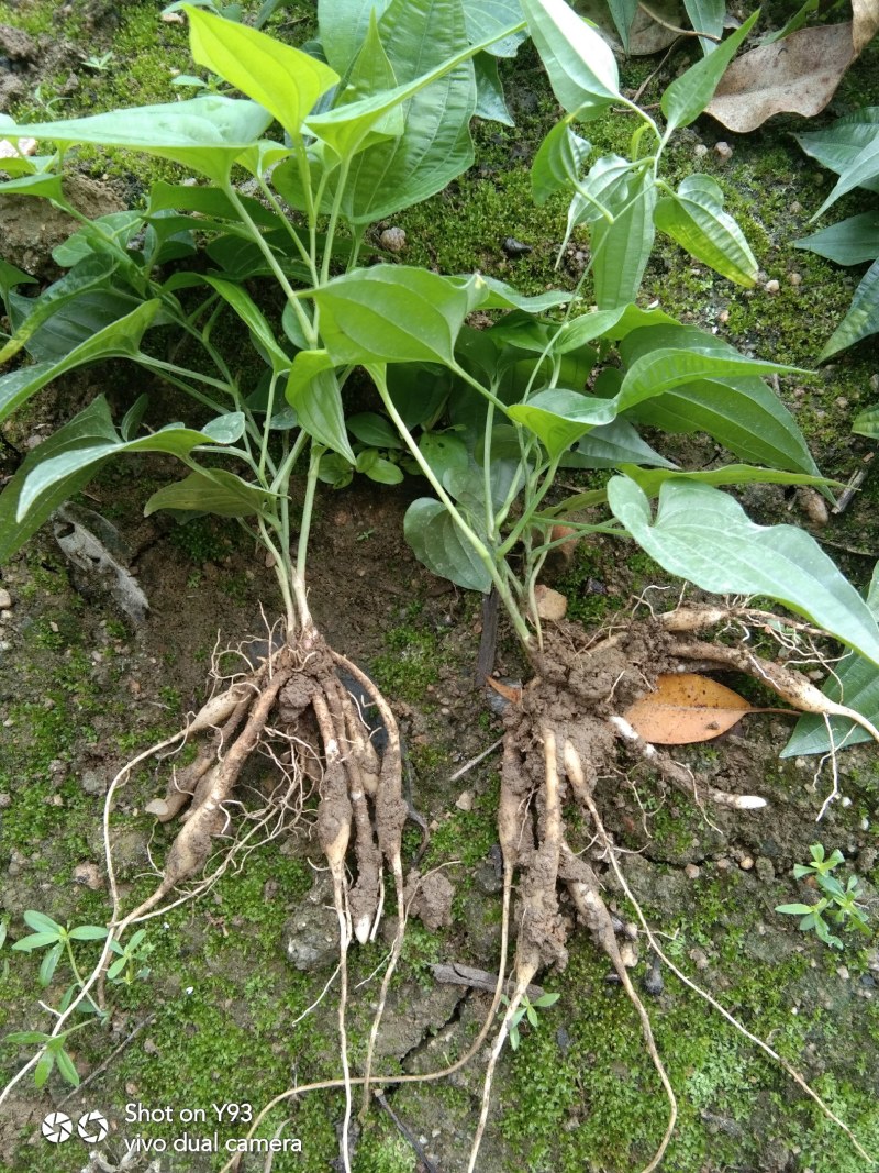 广西玉林紫花百部大量上市，红花百部分株苗。