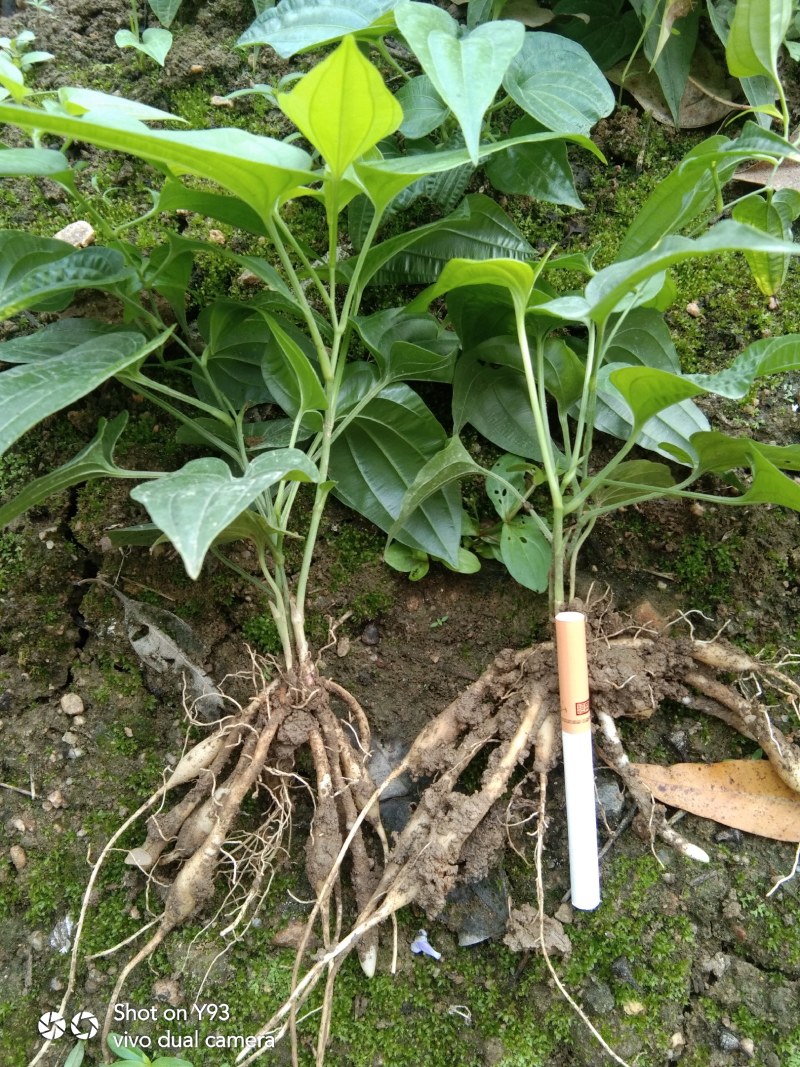 广西玉林紫花百部大量上市，红花百部分株苗。