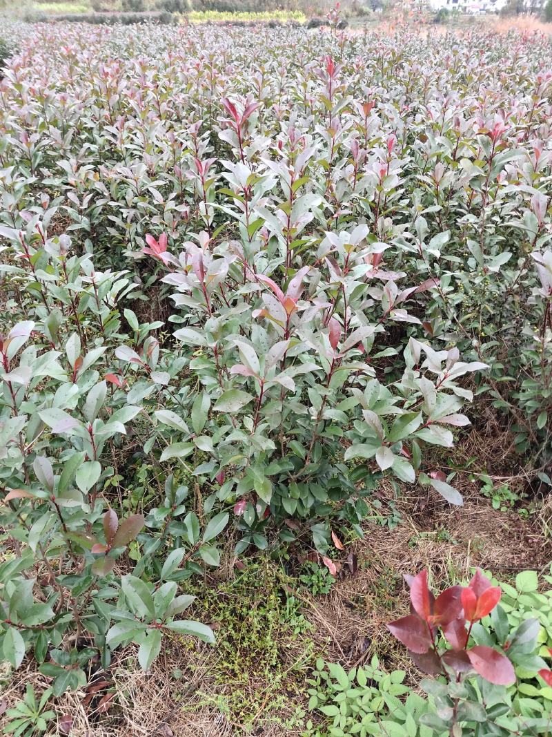 红叶石楠毛球冠80高100