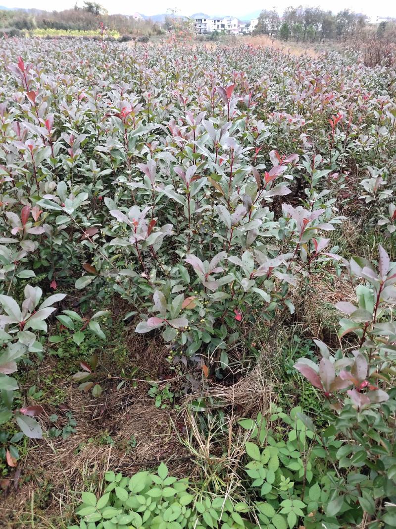 红叶石楠毛球冠80高100