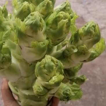 五百亩儿菜今日开园要的朋友赶紧哦
