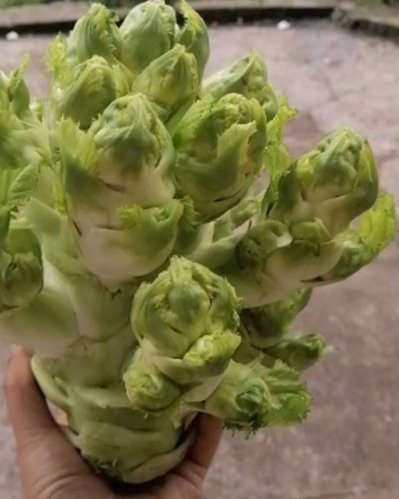 五百亩儿菜今日开园要的朋友赶紧哦