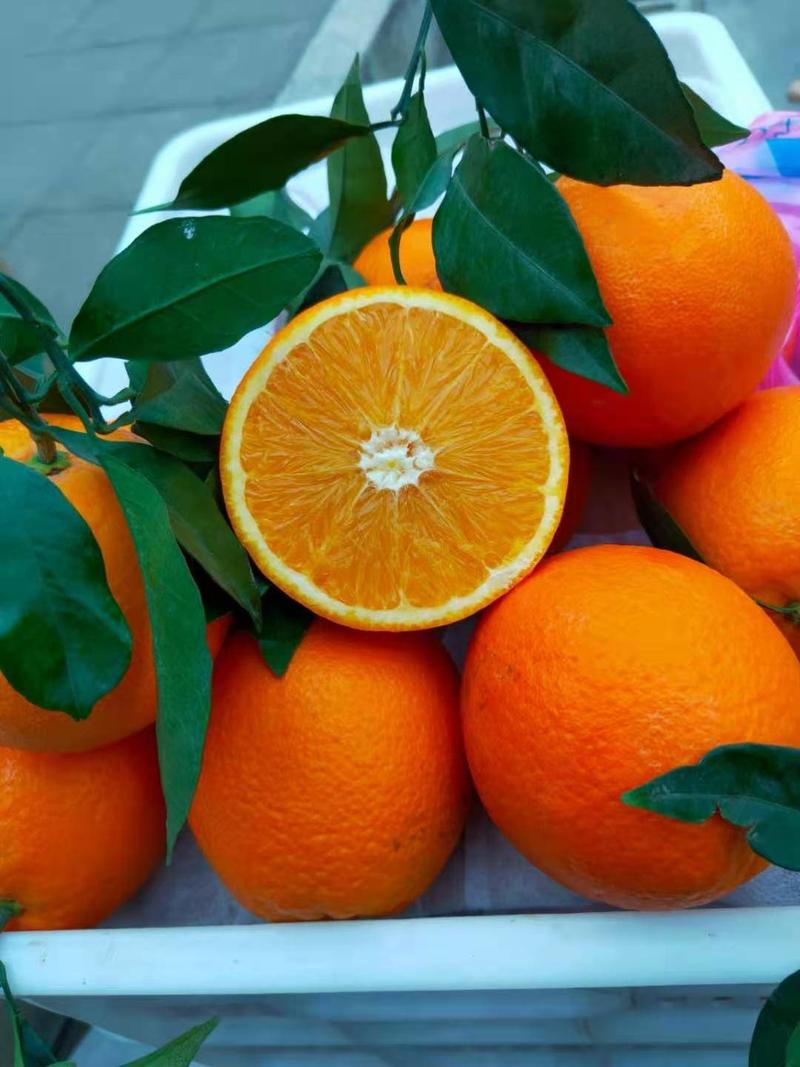 橙子，甜橙个大皮薄产地直销现看现采，口感细腻化渣汁多纯甜