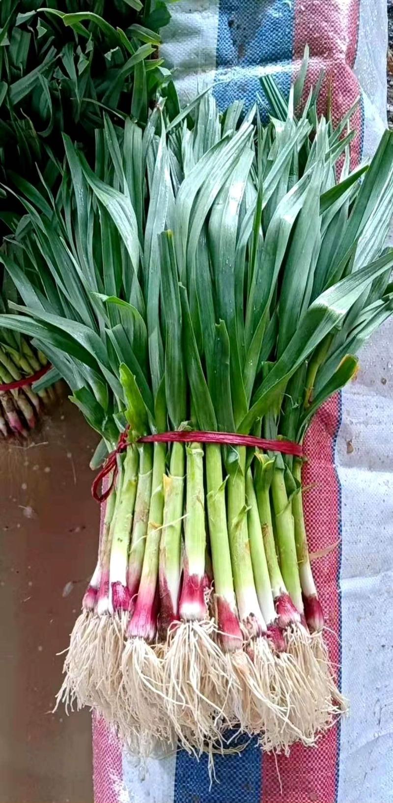 徐州丰县精品红根蒜苗，基地直发，货源充足，质量好价格便宜