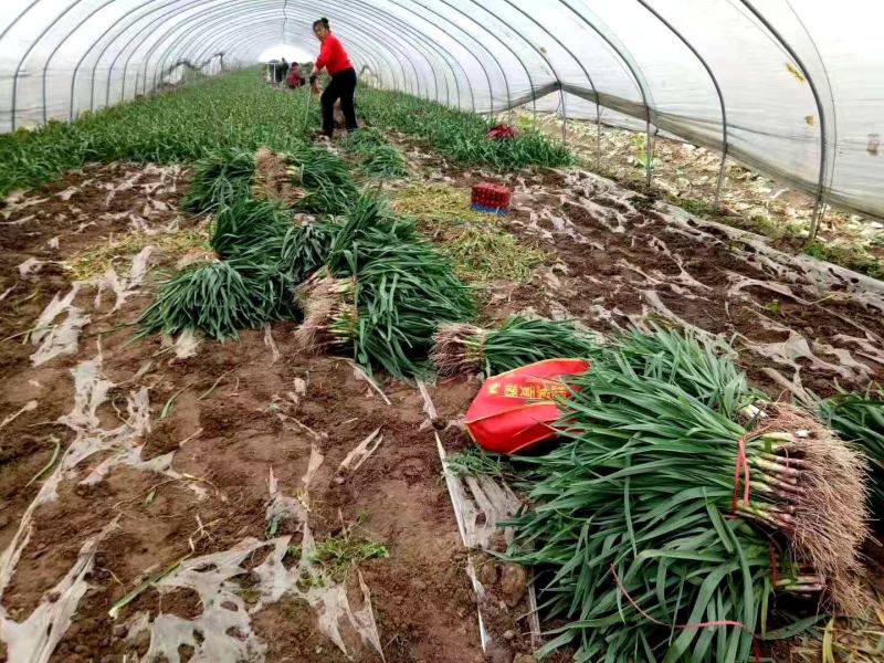 徐州丰县精品红根蒜苗，基地直发，货源充足，质量好价格便宜