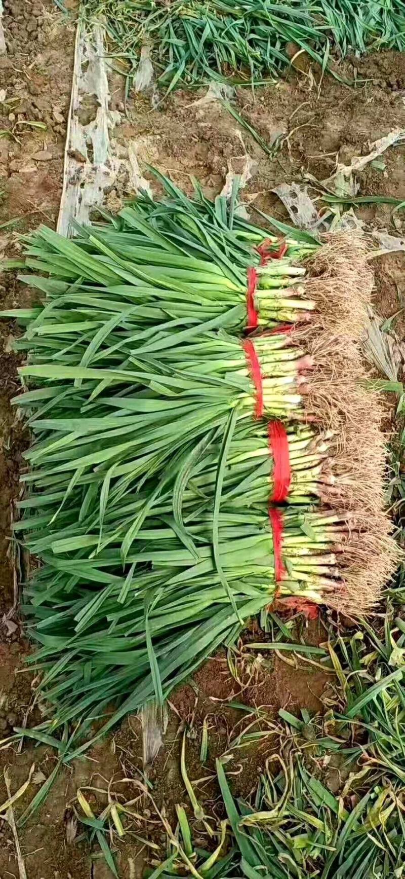 徐州丰县精品红根蒜苗，基地直发，货源充足，质量好价格便宜